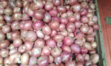 দুর্বার গতিতে ছুটছে পেঁয়াজ 