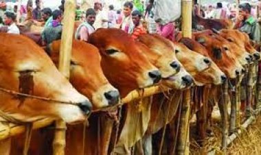 কোরবানির পশু: এবারও দেশি গরু-ছাগলে ভরসা, সীমান্তে থাকবে কড়াকড়ি 