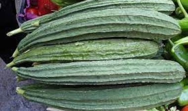 চোখ লিভার ও কিডনিকে ভালো রাখে ঝিঙা