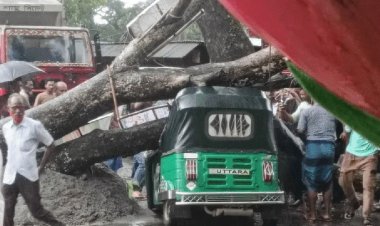 নবীনগরে ঝড়ে গাছ পড়ে অটোচালকের মৃত্যু 