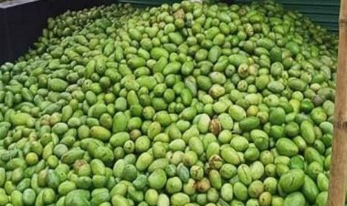 আম প্রতি কেজি বিক্রি হচ্ছে দুই টাকা