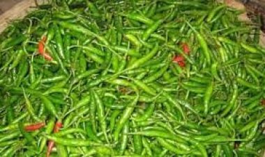 ফলন ও দামে খুশি কৃষক ঠাকুরগাঁওয়ে ১৬৩ কোটি টাকার মরিচ উৎপাদন 