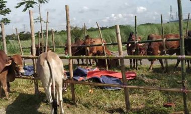 আফতাবনগরে গরুর হাট বসানোর সিদ্ধান্ত স্থগিতের মেয়াদ বাড়ল