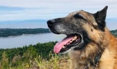 ঝিনাইদহের শৈলকুপা উপজেলায় কয়েকটি কুকুরের আক্রমণে শিশুসহ ১৪ জন আহত হয়েছেন