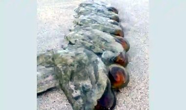 অস্ট্রেলিয়ার সমুদ্র সৈকতে অদ্ভুত প্রাণি!