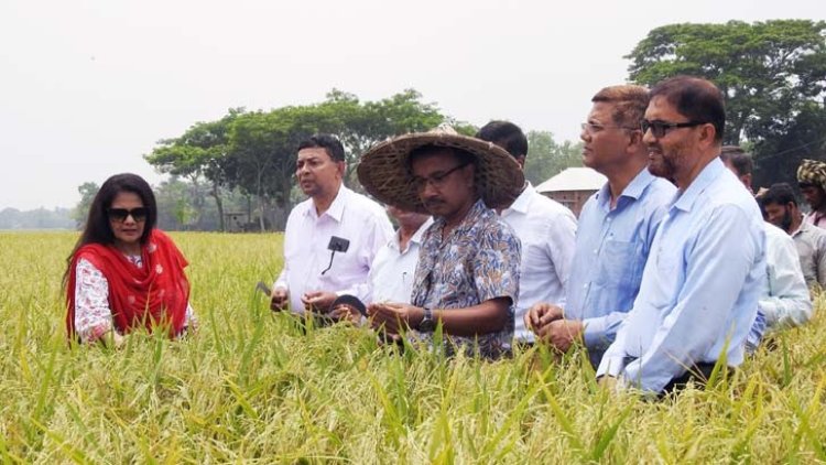 সরু চালের বাজার দখল করবে বিনা-২৫ ধান