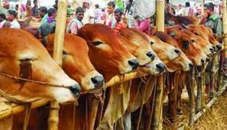 কোরবানির পশু: এবারও দেশি গরু-ছাগলে ভরসা, সীমান্তে থাকবে কড়াকড়ি