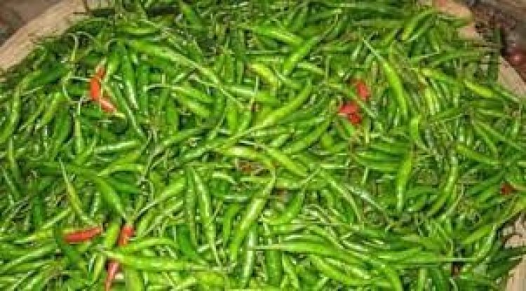 ফলন ও দামে খুশি কৃষক ঠাকুরগাঁওয়ে ১৬৩ কোটি টাকার মরিচ উৎপাদন