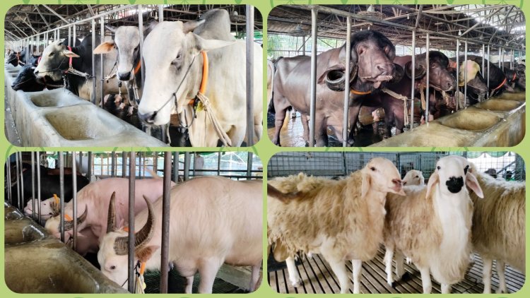 ফার্মগুলোতে প্রস্তুত হচ্ছে কোরবানির পশু