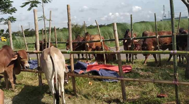 আফতাবনগরে গরুর হাট বসানোর সিদ্ধান্ত স্থগিতের মেয়াদ বাড়ল