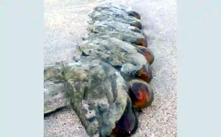 অস্ট্রেলিয়ার সমুদ্র সৈকতে অদ্ভুত প্রাণি!