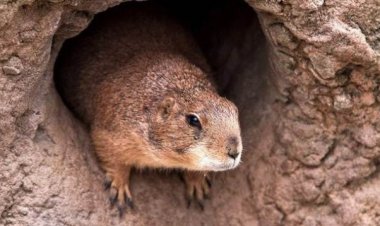 চার হাজার বছর পূর্বের মরদেহে পাওয়া গেলো প্লেগের ডিএনএ