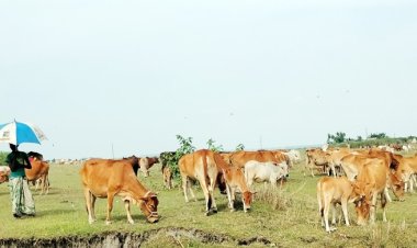 ধু-ধু বালুচরে বাড়ছে আবাদি জমি, কমছে গো-চারণভূমি