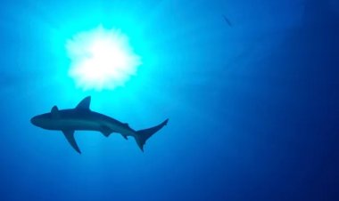 লোহিত সাগরের তীরে হাঙরের আক্রমণে রুশ নাগরিকের মৃত্যু