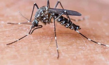 ডেঙ্গু আক্রান্ত হয়ে হাসপাতালে ভর্তি ১১ জন