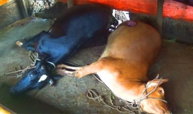 নোয়াখালীতেগরু চুরিতে ব্যর্থ হয়ে ছুরিকাঘাতে হত্যা