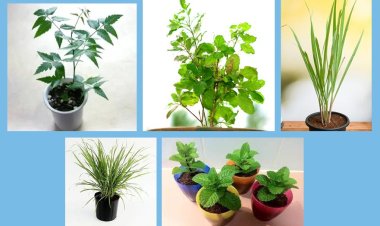 কি গাছ বাড়িতে রাখলে মশা-মাছি দূরে থাকবে?