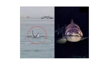 শার্কের পেটে আস্ত যুবক