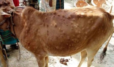 আমতলীতে লাম্পি স্কিন রোগে আক্রান্ত হয়েছে শতকরা ৫০  ভাগ গরু , খামারিরা বিপাকে