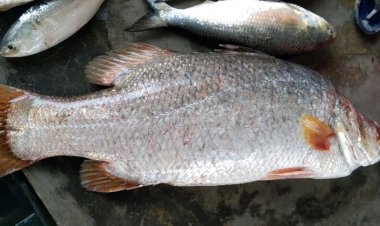 পাথরঘাটায় ২৬ মণ সামুদ্রিক মাছসহ ট্রলার জব্দ, আটক ৪