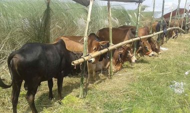 আফতাবনগরে গরুর হাট বসতে বাধা কাটলো