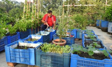 ছাদ বাগান করলে হোল্ডিং ট্যাক্সের ১০ শতাংশ ছাড়