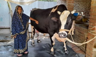 ৩৩ মণ ওজনের ষাঁড়, বিক্রি হলে দুই মেয়ের বিয়ে দেবেন মর্জিনা