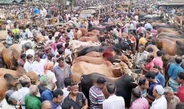 ঢাকার দুই সিটিতে ১৫ পশুর হাটের ইজারা চূড়ান্ত