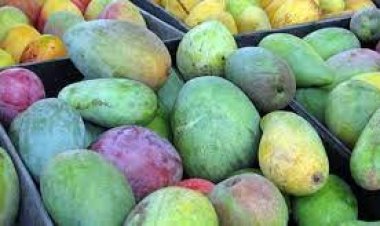 ডায়াবেটিস ও কিডনির সমস্যা থাকলে আম খাওয়া যাবে?