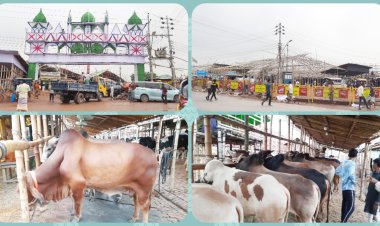 প্রস্তুত গাবতলী পশুর হাট