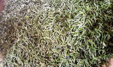 ফরিদপুরে ২০০ টাকা কেজি কাঁচামরিচ