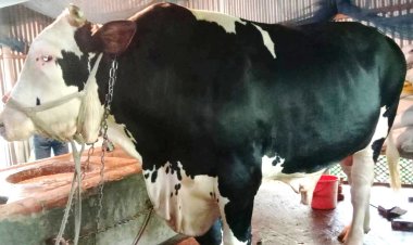 ‘রাজা বাদশার’ জন্য মাসে খরচ ২৫ হাজার, ওজন ৩৩ মণ