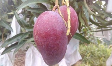 চুরি হলো বিশ্বের সবচেয়ে দামি আম