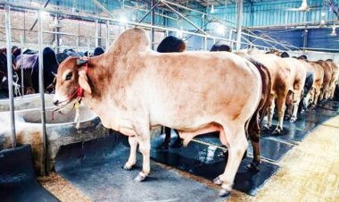গো-খাদ্যের পর খাঁড়ার ঘা হয়ে এলো লাম্পি স্কিন: দিশেহারা কৃষক