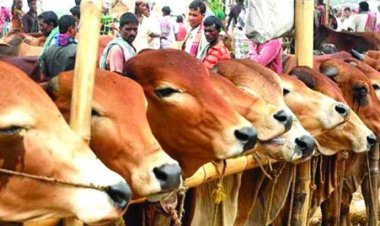 রাজধানীর যেসব স্থানে বসবে কোরবানির পশুর হাট