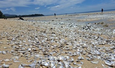 থাইল্যান্ডের এক উপকূলে হাজার হাজার মৃত মাছ ভেসে উঠেছে