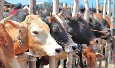 কোরবানীর পশু কাল থেকে শুরু বিক্রী