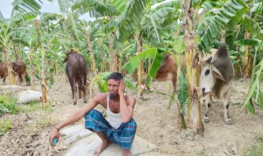 ৪৭টি গরুসহ পদ্মায় ট্রলারডুবি, উদ্ধার ১৯টি 