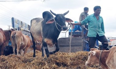 সড়কের পাশে পশুর হাট ঢাকায় প্রবেশে যাত্রাবাড়ীতে দীর্ঘ যানজট