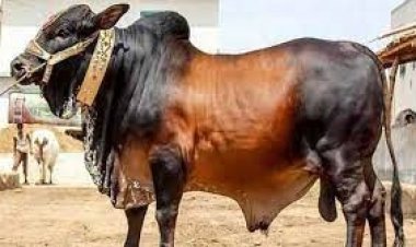 কৃত্রিম উপায়ে মোটাতাজা পশু চিনবেন যেভাবে