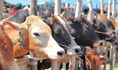 দেশে এবার ১ কোটি ৪১ হাজার পশু কুরবানি