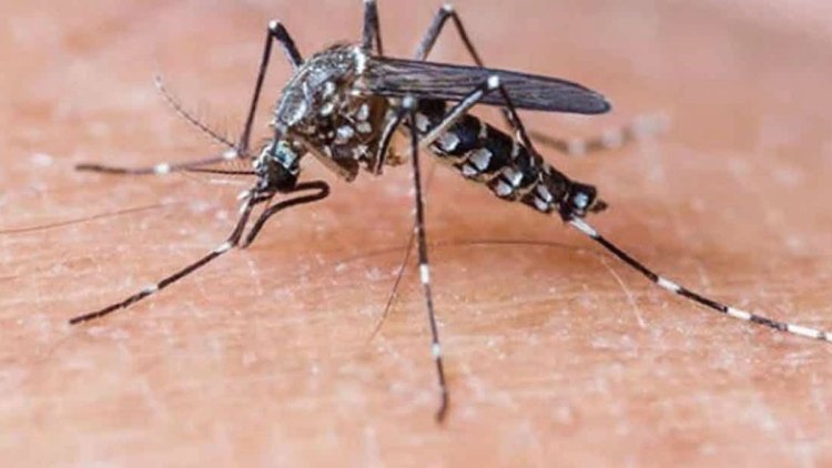 ডেঙ্গু আক্রান্ত হয়ে হাসপাতালে ভর্তি ১১ জন
