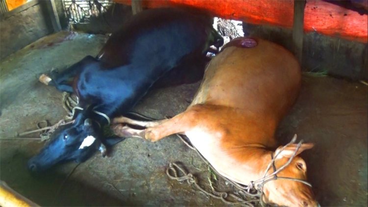 নোয়াখালীতেগরু চুরিতে ব্যর্থ হয়ে ছুরিকাঘাতে হত্যা