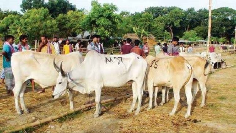 সীমান্তে খাটাল বন্ধ রয়েছে, গরু আনলে ব্যবস্থা: স্বরাষ্ট্র মন্ত্রণালয়