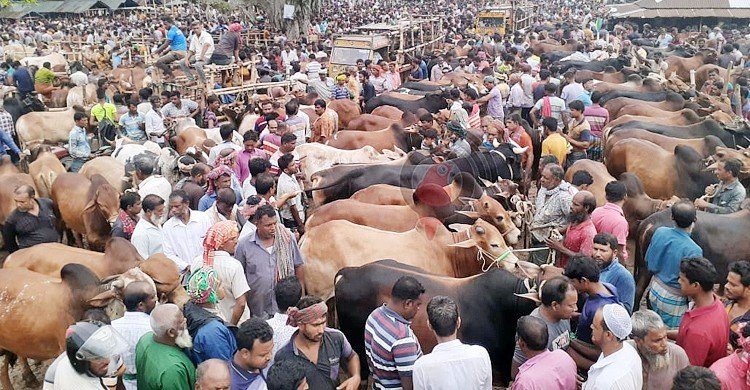 ঢাকার দুই সিটিতে ১৫ পশুর হাটের ইজারা চূড়ান্ত