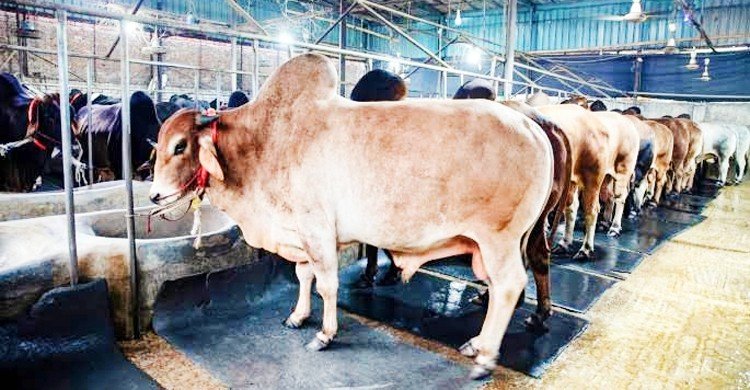 গো-খাদ্যের পর খাঁড়ার ঘা হয়ে এলো লাম্পি স্কিন: দিশেহারা কৃষক