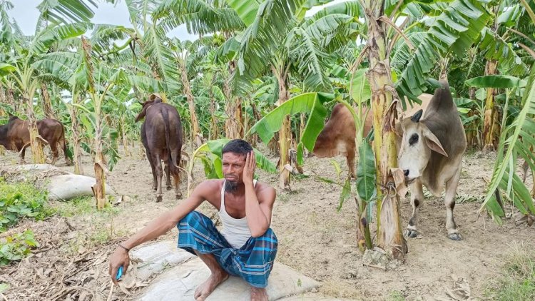 ৪৭টি গরুসহ পদ্মায় ট্রলারডুবি, উদ্ধার ১৯টি