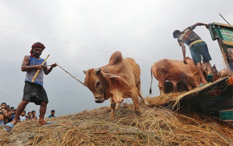 এবার কোরবানিতে ৯৪ লাখ ৪৩ হাজারের বেশি পশু বিক্রি হয়েছে: প্রাণিসম্পদ মন্ত্রণালয়
