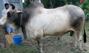 এবারও বিক্রি হলো না ‘রাজা বাবু’, হতাশ মালিক