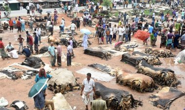 বেশি দামে চামড়া কিনে বিপাকে মৌসুমি ব্যবসায়ীরা